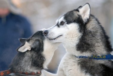 kızak köpeği ırk Beyaz Rusya'da 