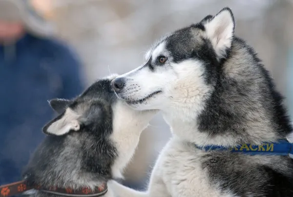 kızak köpeği ırk Beyaz Rusya'da 