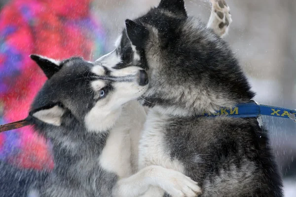 kızak köpeği ırk Beyaz Rusya'da 