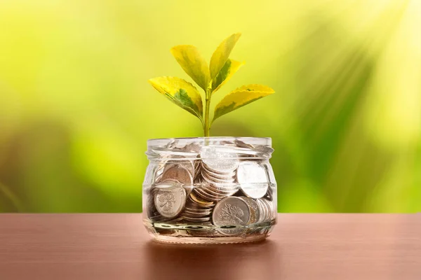 装硬币的罐子植物芽生长在罐子里 节约资金概念 — 图库照片