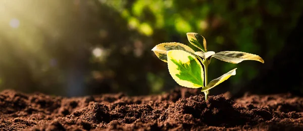 Ekolojik dost ve sürdürülebilir çevre. Büyüyen bitki.