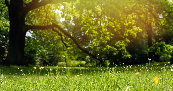 Frühlingslandschaft Park Grünes Gras Auf Der Wiese Hintergrund — Stockfoto