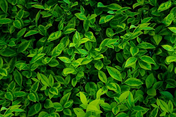 Greenery Park Background Leaves Nature Spring — Stock Photo, Image