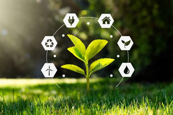 Umweltschutz Erneuerbare Nachhaltige Energiequellen Wachsende Pflanze Parkkonzept — Stockfoto