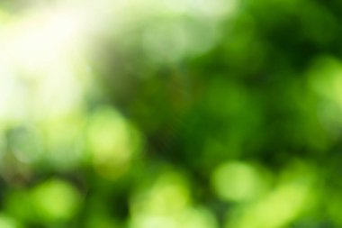 Doğa aydınlık yaz güneşi. Yeşil bokeh arkaplanı