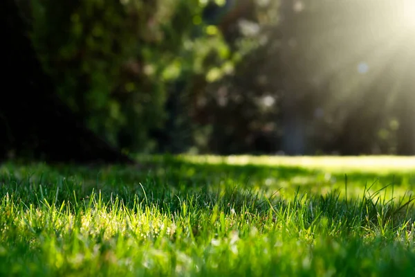 Spring Landscape Park Green Grass Meadow Background — Stock Photo, Image