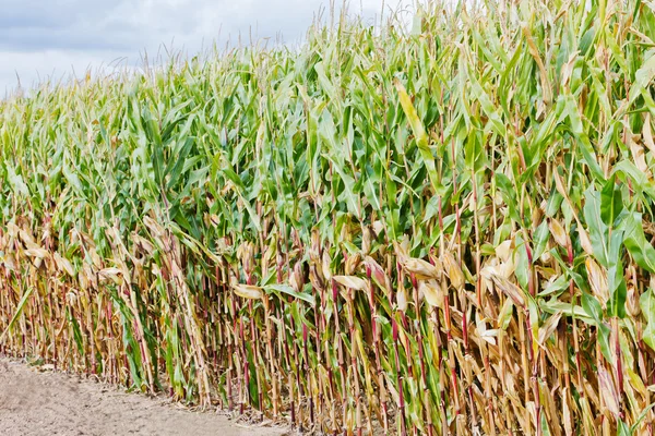 Campos de milho — Fotografia de Stock