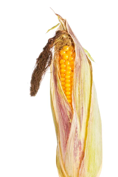 熟したトウモロコシの穂軸 — ストック写真