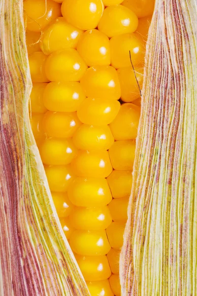Primo piano della pannocchia di mais — Foto Stock