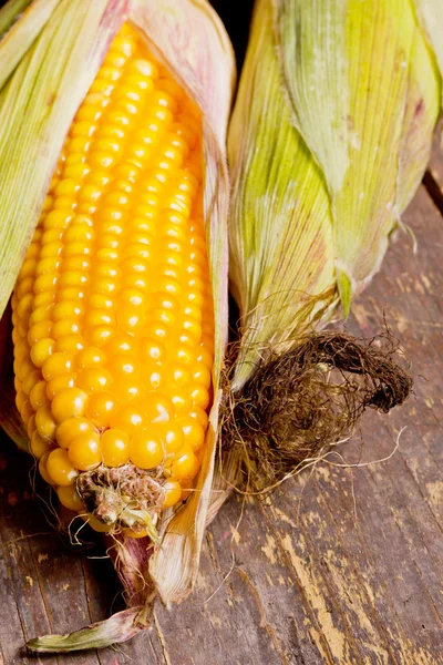 Mazorcas de maíz sobre madera — Foto de Stock