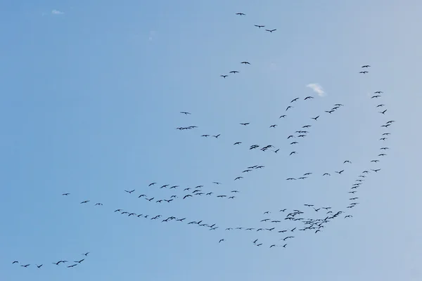 Guindastes no céu Imagem De Stock