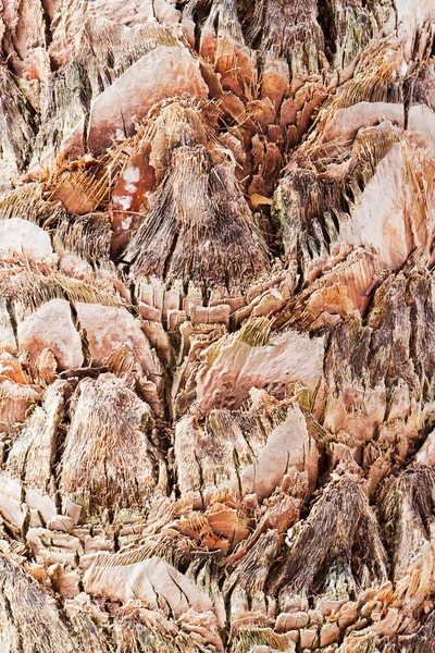 Palm tree closeup — Stock Photo, Image