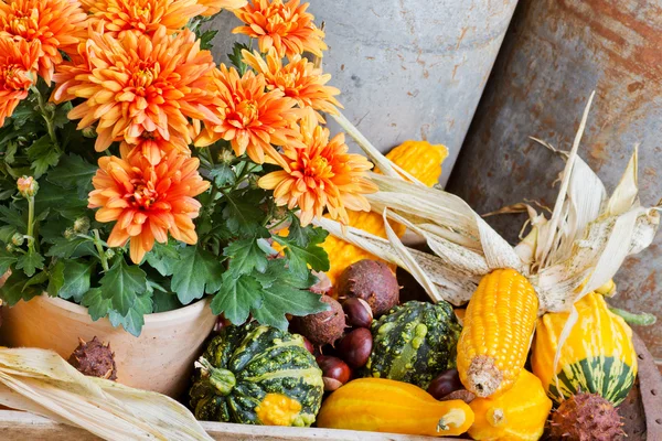 Herfst decoratie — Stockfoto