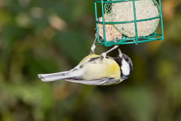 Tomtit with fodder — Stock Photo, Image