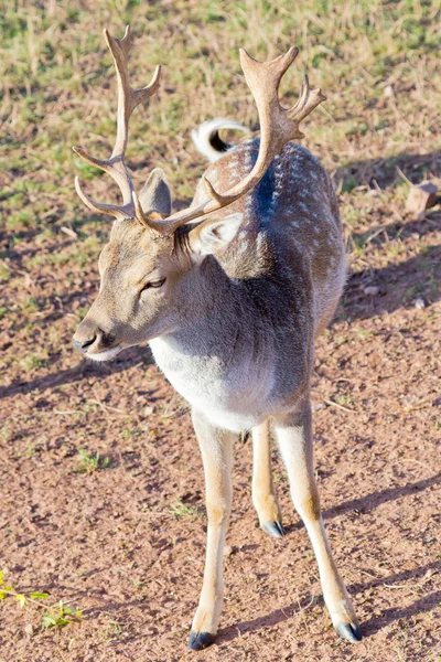Fallow deer closeup — Stok Foto
