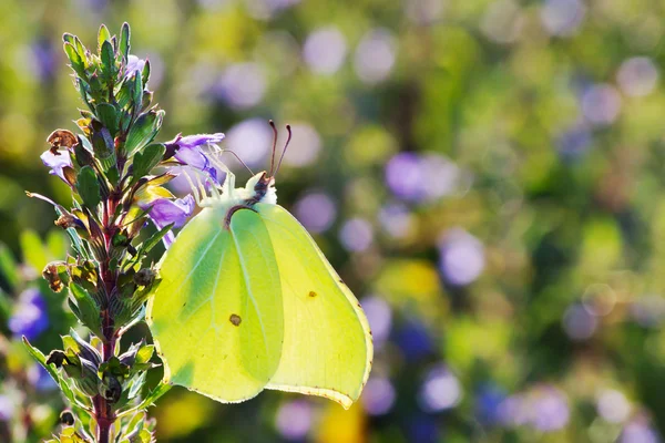 Brimstone papillon gros plan — Photo