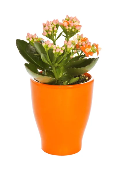 Kleine plant — Stockfoto