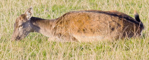 Fallow deer closeup — Stok Foto