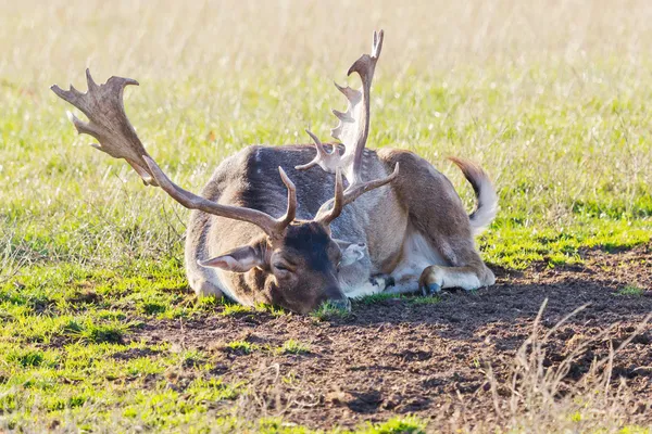 Fallow deer closeup — Stock Photo, Image