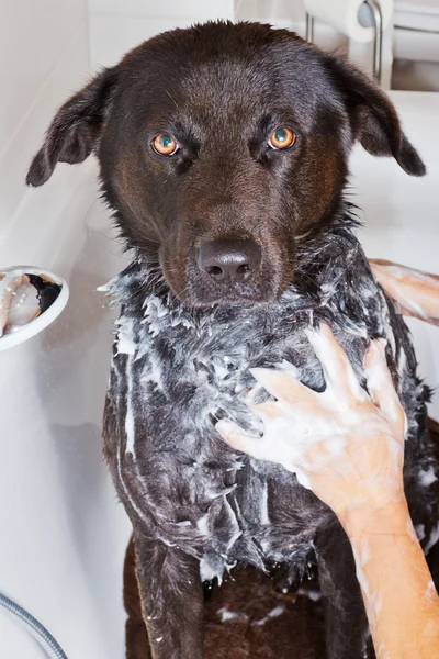 köpek bir küvet içinde