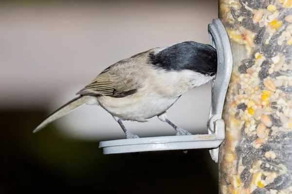 Bird at feeding ground — Stock Photo, Image