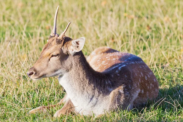 Fallow deer closeup — Stock Photo, Image