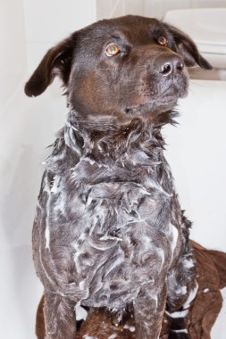 köpek bir küvet içinde