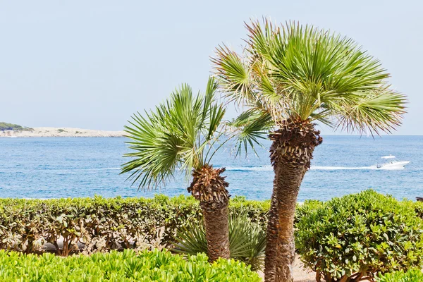 Palms on the beach — Stock Photo, Image