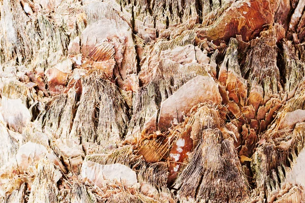 Παλάμη δέντρο closeup — Φωτογραφία Αρχείου