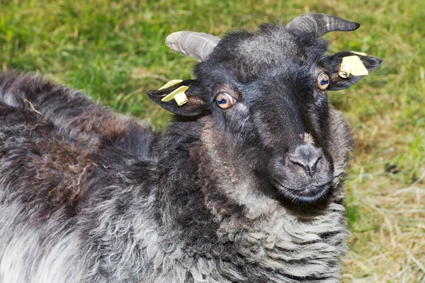 Grey ram — Stock Photo, Image