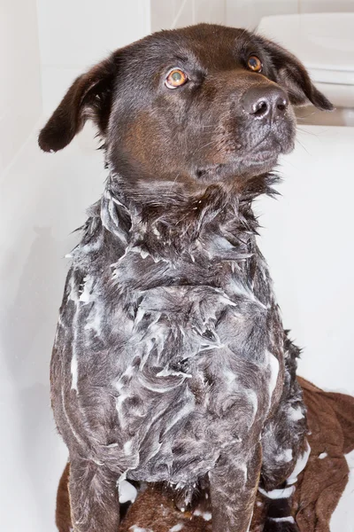 Hund in der Badewanne — Stockfoto