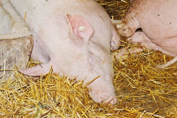 Pigs with straw — Stock Photo, Image