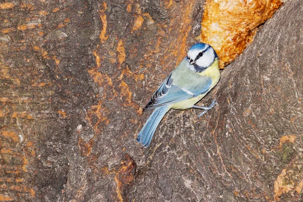 Great tit on a tree — Stock Photo, Image