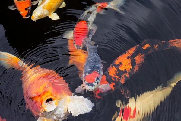 Kois in einem Teich Stockbild