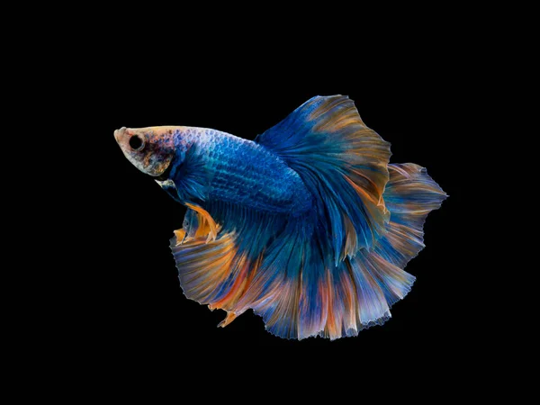 Renkli Betta Pla Kad Isıran Balık Tayland Yarı Mavi Turuncu — Stok fotoğraf
