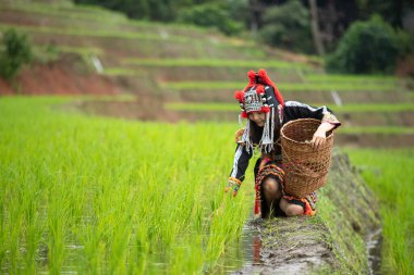 Hmong kabilesinden siyah elbiseli bir kadın elinde ahşap sepetle teras tarlasında pirinç filizlerini kontrol ediyor.