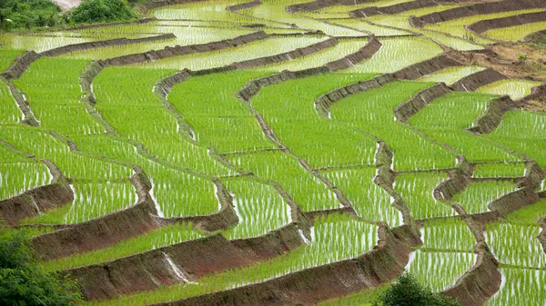 Közelkép Teraszos Rizs Csírák Mezőgazdasági Területen Hegyek Észak Thaiföldön — Stock Fotó