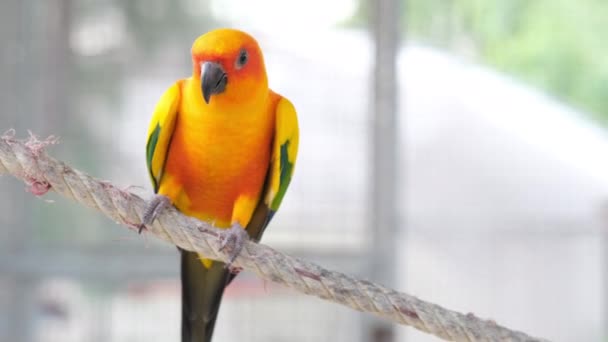 Primer Plano Colorido Amarillo Naranja Verde Amor Pájaro Cantando Mientras — Vídeo de stock