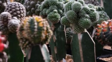 Sera çiftliğindeki yeşil sarı kırmızıyla renkli kaktüsleri kamerayla kapatın.