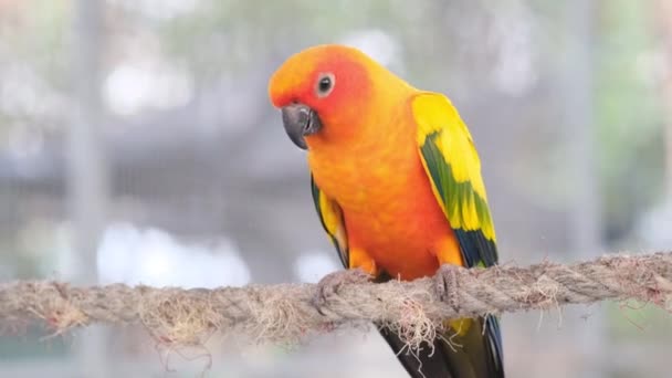 Colorato Giallo Arancio Verde Amore Uccello Cinguettio Mentre Piedi Sulla — Video Stock
