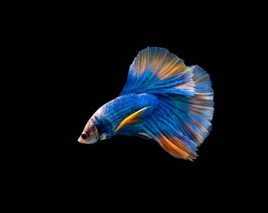 Renkli Betta, pla-kad (ısıran balık) Tayland; Yarıay mavi ve turuncu betta kırpma yolu ile siyah arkaplanda izole