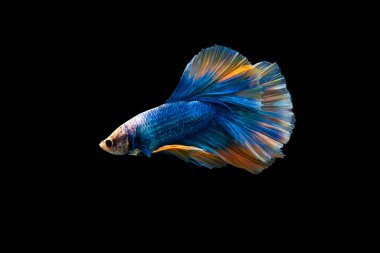 Renkli Betta, pla-kad (ısıran balık) Tayland; Yarıay mavi ve turuncu betta kırpma yolu ile siyah arkaplanda izole
