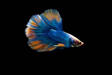 Renkli Betta, pla-kad (ısıran balık) Tayland; Yarıay mavi ve turuncu betta kırpma yolu ile siyah arkaplanda izole