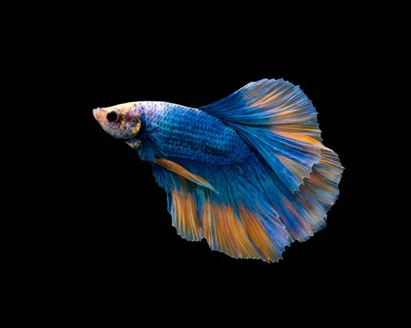 Betta Colorido Pla Kad Peixe Mordedor Tailandês Halfmoon Betta Azul — Fotografia de Stock