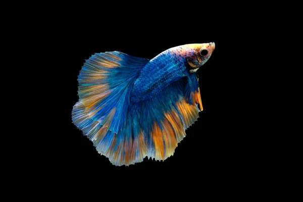 Renkli Betta Pla Kad Isıran Balık Tayland Yarıay Mavi Turuncu — Stok fotoğraf
