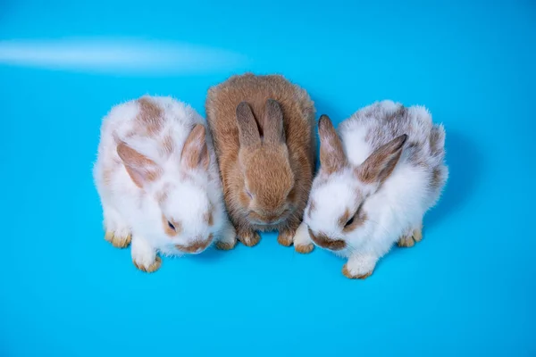 Acercamiento Tres Conejos Blancos Marrones Sentados Fila Juntos Sobre Fondo — Foto de Stock