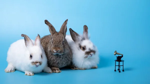 Nahaufnahme Drei Weiße Und Braune Kaninchen Sitzen Hintereinander Auf Blauem — Stockfoto
