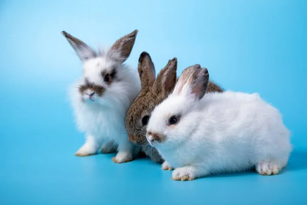 Acercamiento Tres Conejos Blancos Marrones Sentados Fila Juntos Sobre Fondo — Foto de Stock