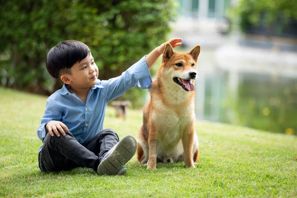 Азиатский Мальчик Голубой Рубашке Сидит Трогает Коричневую Собаку Шиба Ину — стоковое фото