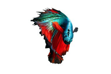 Betta 'nın Yüzme Eylemi, Siyam dövüş balığı, Renkli Betta, Pla-kad (ısıran balık) Tayland; Yarı Ay mavi ve kırmızı betta kırpma yolu ile beyaz arka planda izole edilmiş